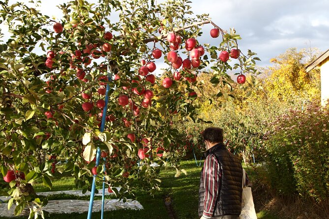 Apple Picking and Hirosaki Full Day Private Tour - Safety and Guidelines