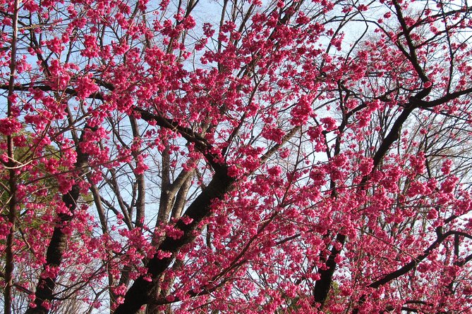 Cherry Blossom Highlights, Asakusa, Ueno & Meiji Shrine - Meiji Shrine: Serenity Amongst Blooms