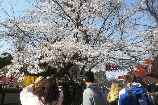 Cherry Blossom Highlights, Asakusa, Ueno, Yanaka - Exploring Yanakas Cherry Blossom Spots