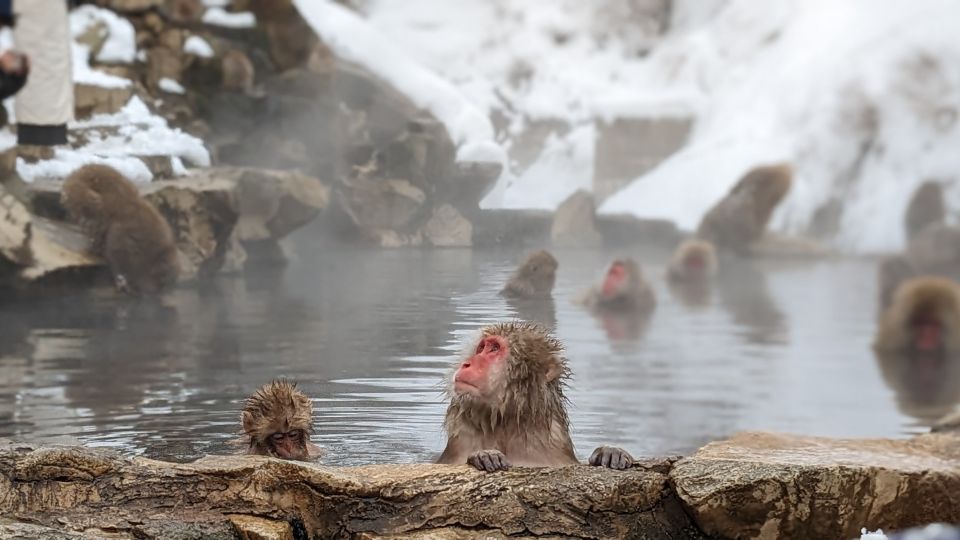 From Tokyo: Snow Monkey 1 Day Tour With Beef Sukiyaki Lunch - Transportation and Logistics
