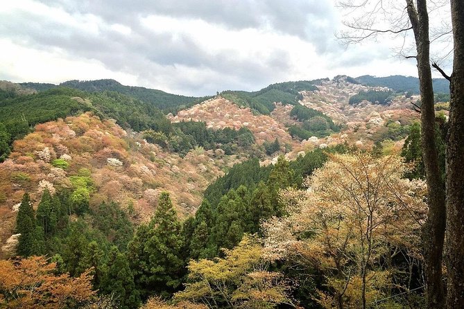 Full-Day Private Guided Tour in a Japanese Mountain: Yoshino, Nara - 
