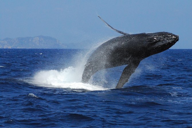 Great Whale Watching at Kerama Islands and Zamami Island - Spotting Whales and Other Marine Life