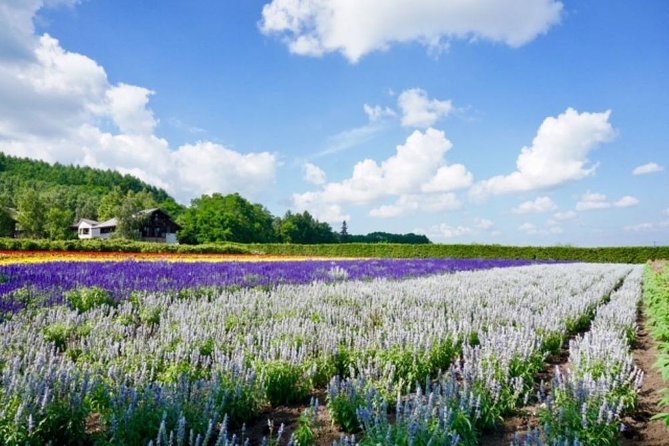 Hokkaido Highlights of Flower Blossom, Asahiyama Zoo& Blue Pond「Aoi-Ike」! - Scenic Views at Farm Tomita