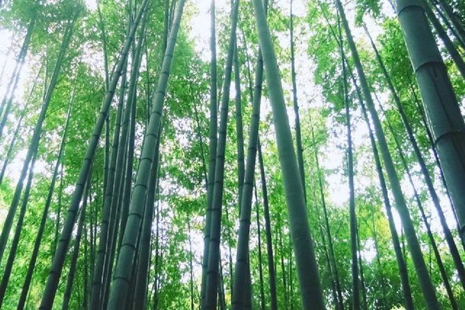 Kamakura Bamboo Forest and Great Buddha Private Tour - Expert Tour Guide and Their Role