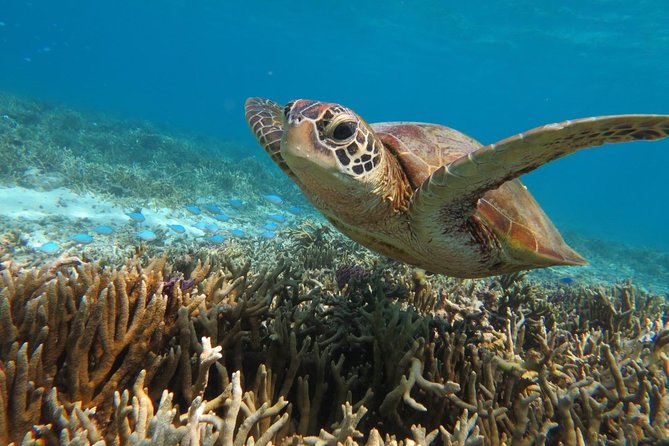 [Miyakojima Snorkel] Private Tour From 2 People Go to Meet Cute Sea Turtle - Contact Information