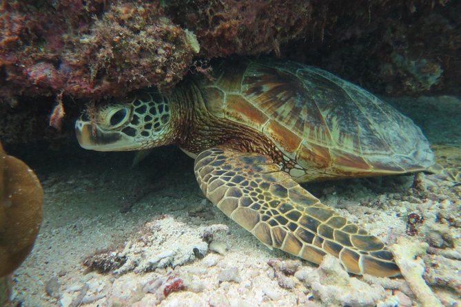 [Miyakojima Snorkel] Private Tour From 2 People Lets Look for Sea Turtles! Snorkel Tour That Can Be - Private and Exclusive Experience