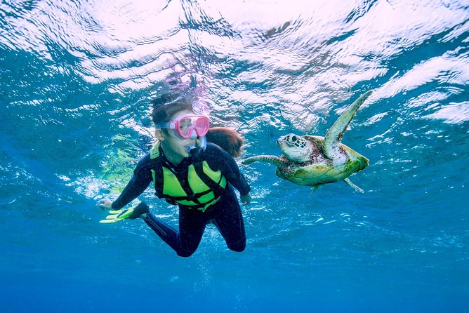 Miyakojima / Snorkel Tour to Swim With Sea Turtles - Traveler Photos and Reviews