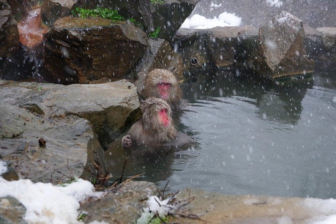 Nagano Winter Special Tour "Snow Monkey and Snowshoe Hiking"!! - Important Information