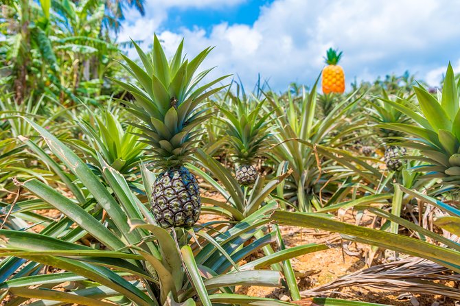 Nago Pineapple Park Attraction Tickets - Options for Pineapple Shuttle and Tropical Gardens Tour