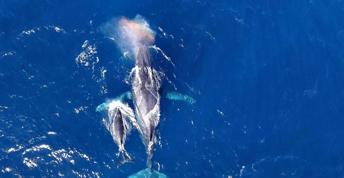 Naha, Okinawa: Kerama Islands Half-Day Whale Watching Tour - Roundtrip Pickup Service
