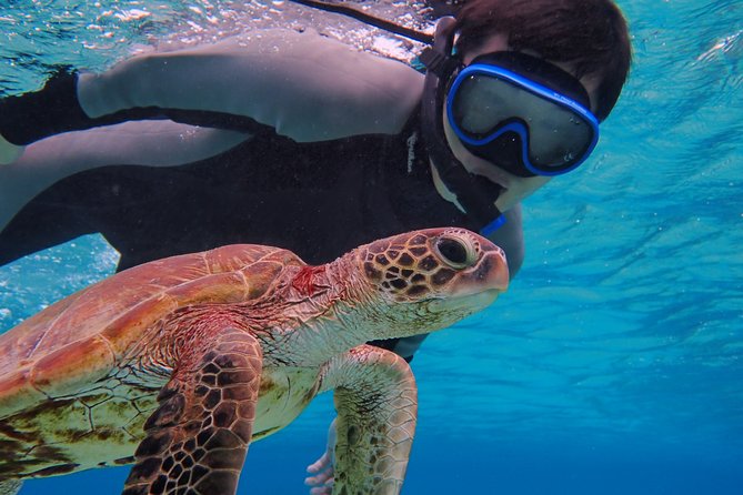[Okinawa Miyako] SUP / Canoe Sea Turtle Snorkeling !! (Half-Day Course) - Snorkeling With Sea Turtles