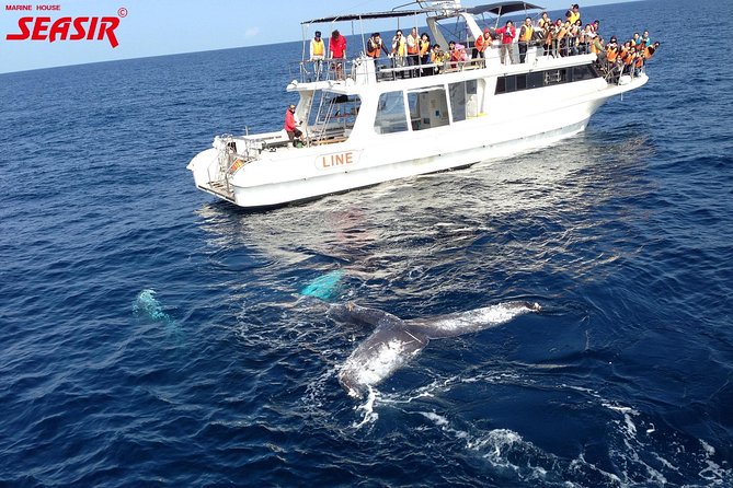 Okinawa Whale Watching From Naha - Refund and Tour Restrictions