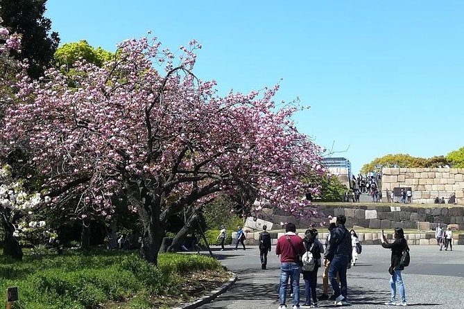 Private Full-Day Cherry-Blossom Tour of Tokyo With Tsukiji - Reviews and Testimonials