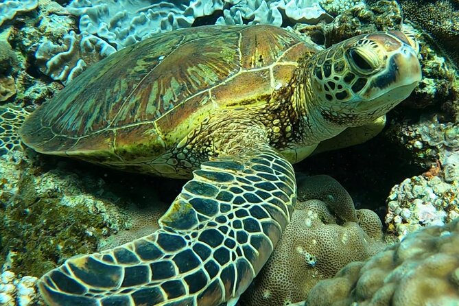 Private Swimming and Snorkeling Tour With Sea Turtles in Amami - Tour Details