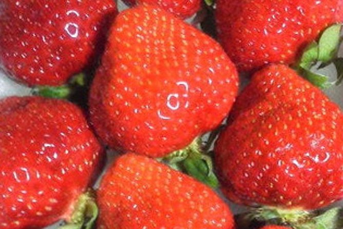 Short Day Trip Chater Bus to Strawberry Picking & Shop in Fukuoka - Additional Information