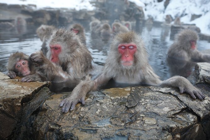 Snow Monkey Park & Miso Production Day Tour From Nagano - Sustainable Tourism Practices