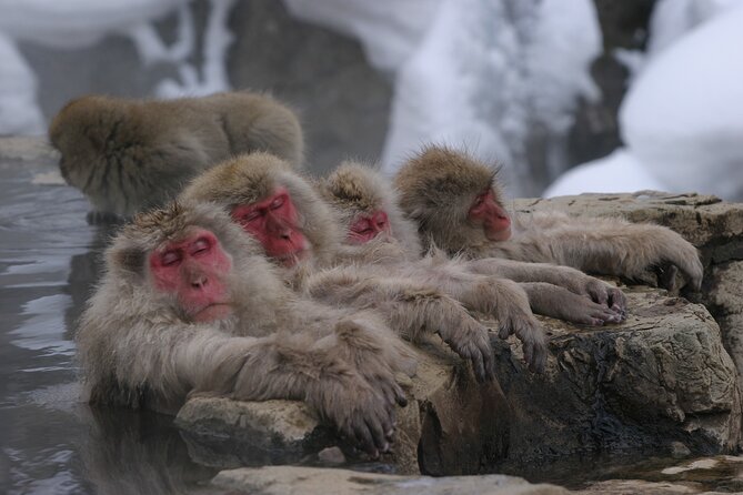 Snow Monkey Park & Miso Production Round Trip Day Tour From Tokyo - Shinkansen Information and Schedule