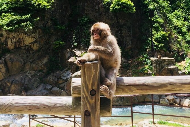 (Spring Only) 1-Day Snow Monkeys & Cherry Blossoms in Nagano Tour - Exploring Hanami Spots