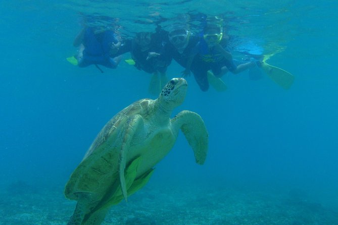 Swim With Sea Turtles at Kerama Islands - Maximum Number of Travelers