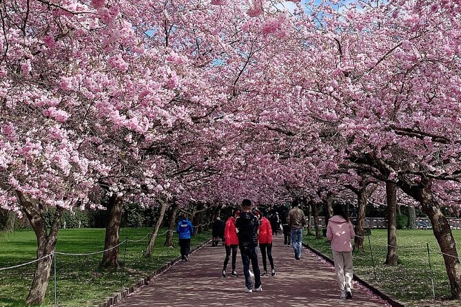 4 Hour Private Cherry Blossom “Sakura” Experience in Nagasaki