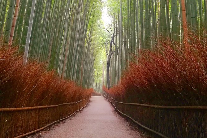 Afternoon Arashiyama Bamboo Forest & Monkey Park Bike Tour - Customer Experiences and Recommendations