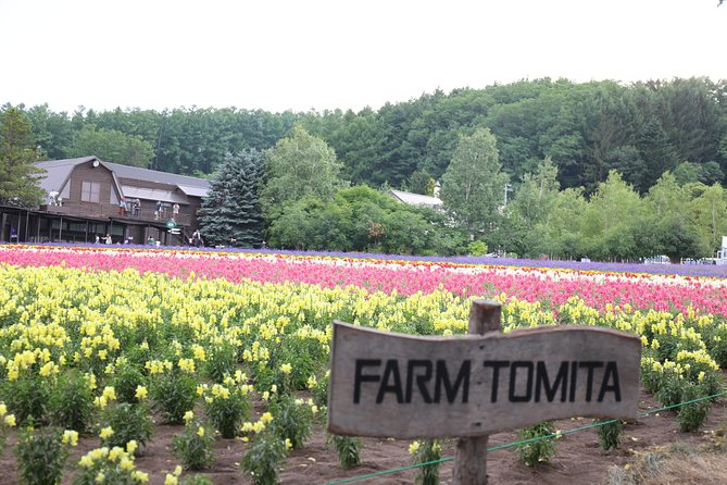 Asahiyama Zoo, Aoiike, Farm Tomita, Ningle Terrace (from Sapporo) - Transportation Options: Getting to Your Destinations
