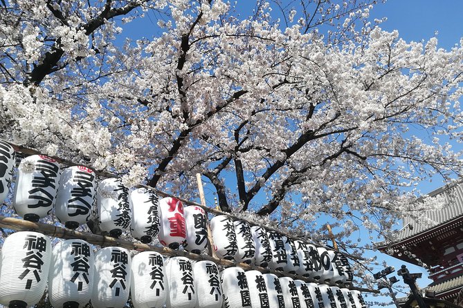 Cherry Blossom Highlights, Asakusa, Ueno, Yanaka - Cherry Blossom Festivals and Events