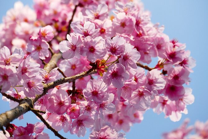 Cherry Blossom Private Tour - Additional Information