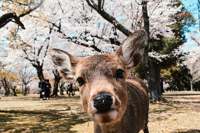 Eigo Tour - Walk in Nara City - Directions