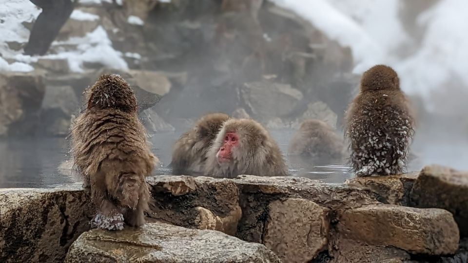 From Tokyo: Snow Monkey 1 Day Tour With Beef Sukiyaki Lunch - Live Tour Guide