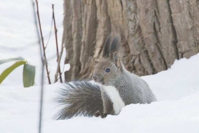 Furepe Waterfall Snowshoe and Wildlife Watching Activity - Maximum Group Size and Fitness Level