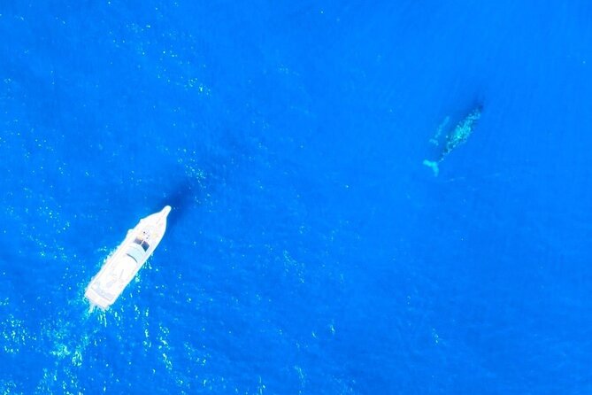 Great Whale Watching at Kerama Islands and Zamami Island - Exploring the Kerama Islands