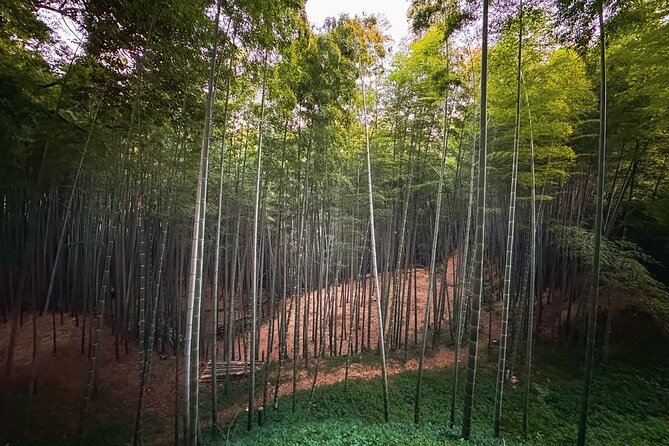 Green Tea Fields, Serene Beautiful Nature of Kyoto: Private Tour - Traveler Testimonials