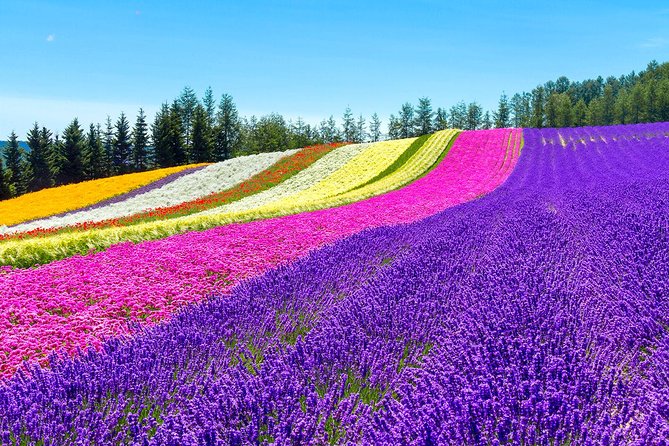 Hokkaido Highlights of Flower Blossom, Asahiyama Zoo& Blue Pond「Aoi-Ike」! - Experience the Ninguru Terrace Tour