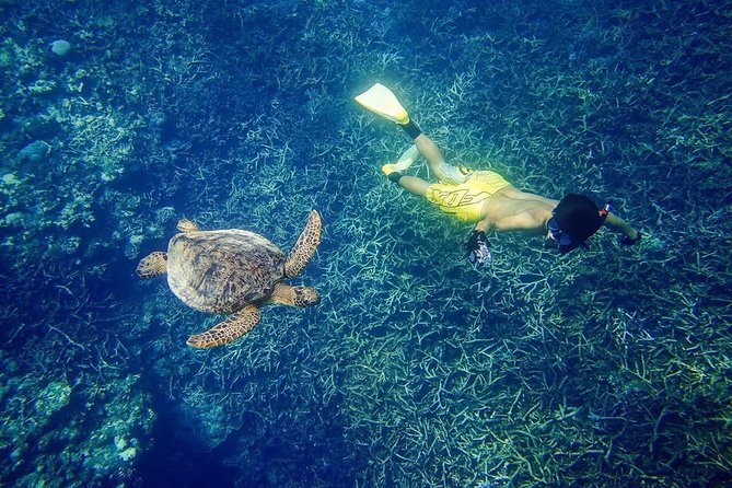 [Miyakojima, Diving Experience] Completely Charter for 2 People. Sometimes Encounter Sea Turtles and Sharks - Identification and Product Code