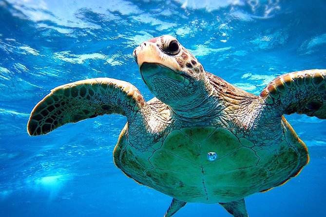 [Miyakojima Snorkel] Private Tour From 2 People Go to Meet Cute Sea Turtle - Background