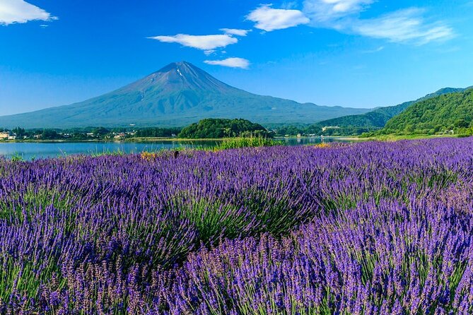Mt. Fuji Area Tour Tokyo DEP: English Speaking Driver, No Guide - Directions