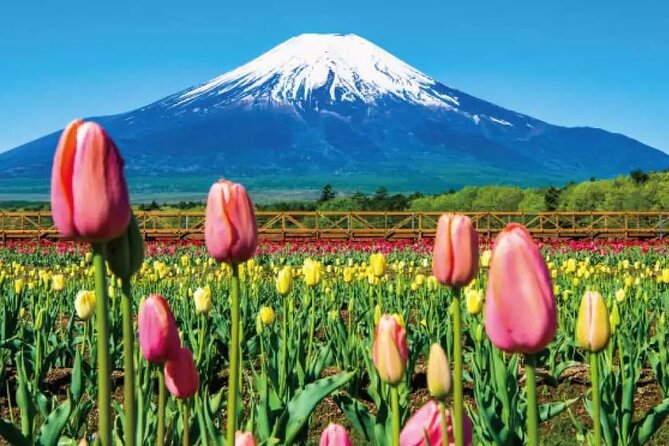 Mt. Fuji Majestic Tours : Shinjuku to Arakurayama and Beyond - Lunch Break at a Local Restaurant