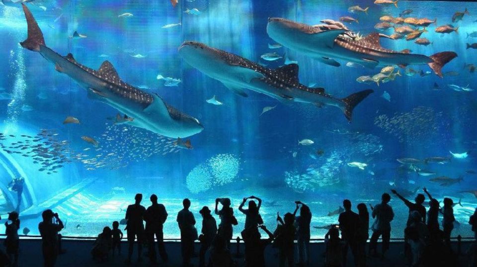 Okinawa Churaumi Aquarium Admission Ticket - Important Information