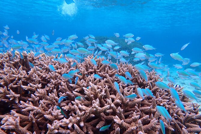[Okinawa Miyako] Natural Aquarium! Tropical Snorkeling With Colorful Fish! - Discover the Best Snorkeling Spots in Okinawa Miyako