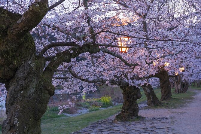 Private Hiroshima Cherry Blossom and Sakura Experience - Insider Tips for Maximizing Your Cherry Blossom Experience in Hiroshima