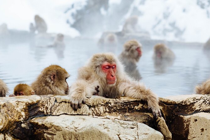Private Snow Monkey Tour - Conveniently Resort Hop and Sightsee - Tips for a Memorable Experience