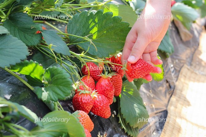 Short Day Trip Chater Bus to Strawberry Picking & Shop in Fukuoka - Directions