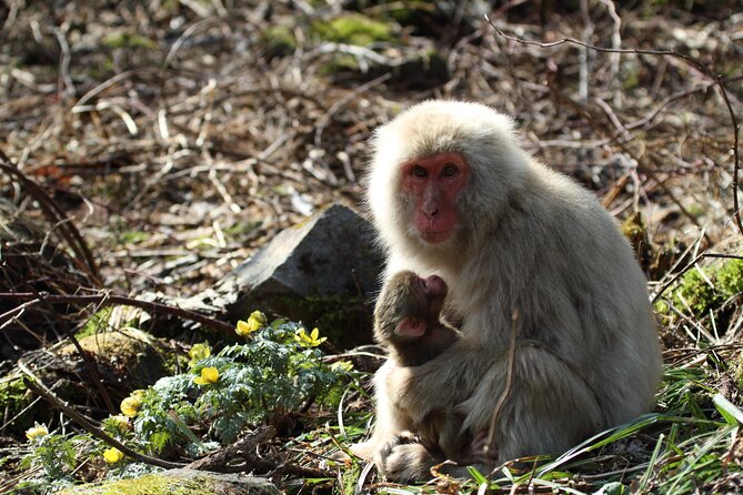 Snow Monkey Park & Miso Production Day Tour From Nagano - Additional Information