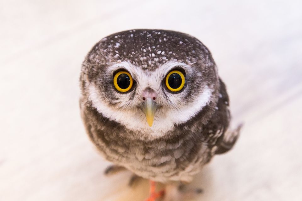 Tokyo: Meet Owls at the Owl Café in Akihabara - Meeting Point and Important Information