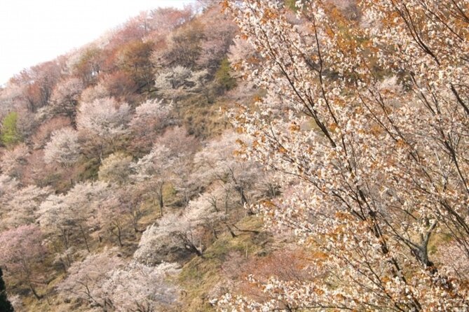 Cherry Blossom Buddha and Mt.Yoshino With Strawberry Picking Tour - Highlights of Mt. Yoshino