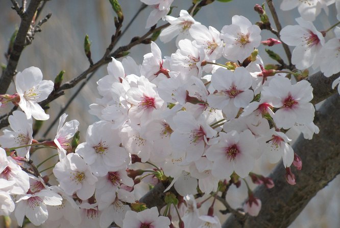 Cherry Blossom Highlights, Asakusa, Ueno & Meiji Shrine - Common questions