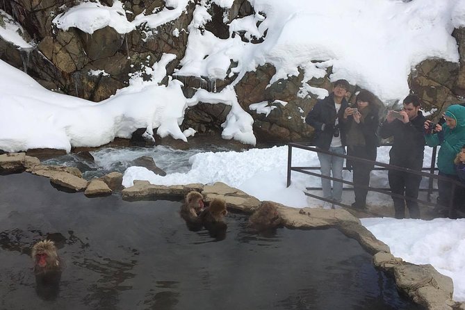 Explore Jigokudani Snow Monkey Park With a Knowledgeable Local Guide - Cancellation Policy and Refund