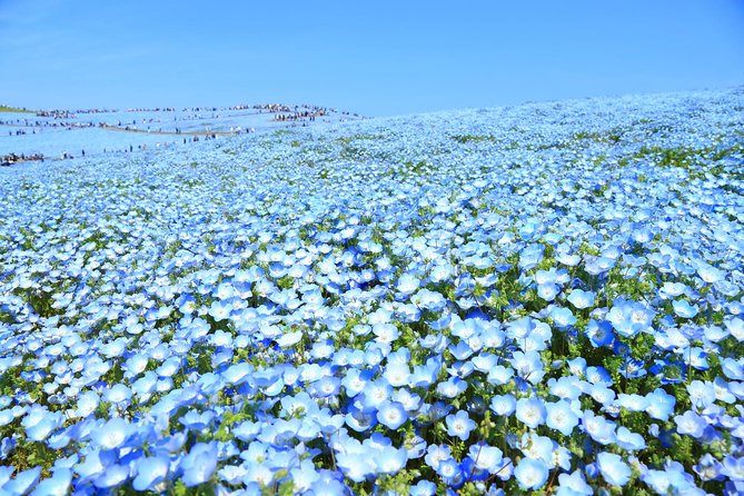 Hitachi National Seaside Parks Flowers & Ashikaga Flower Park - Hitachi National Seaside Park