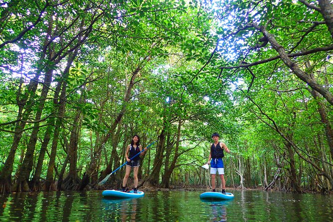 [Iriomote]Sup/Canoe Tour Sightseeing in Yubujima Island - Pricing and Copyright Information